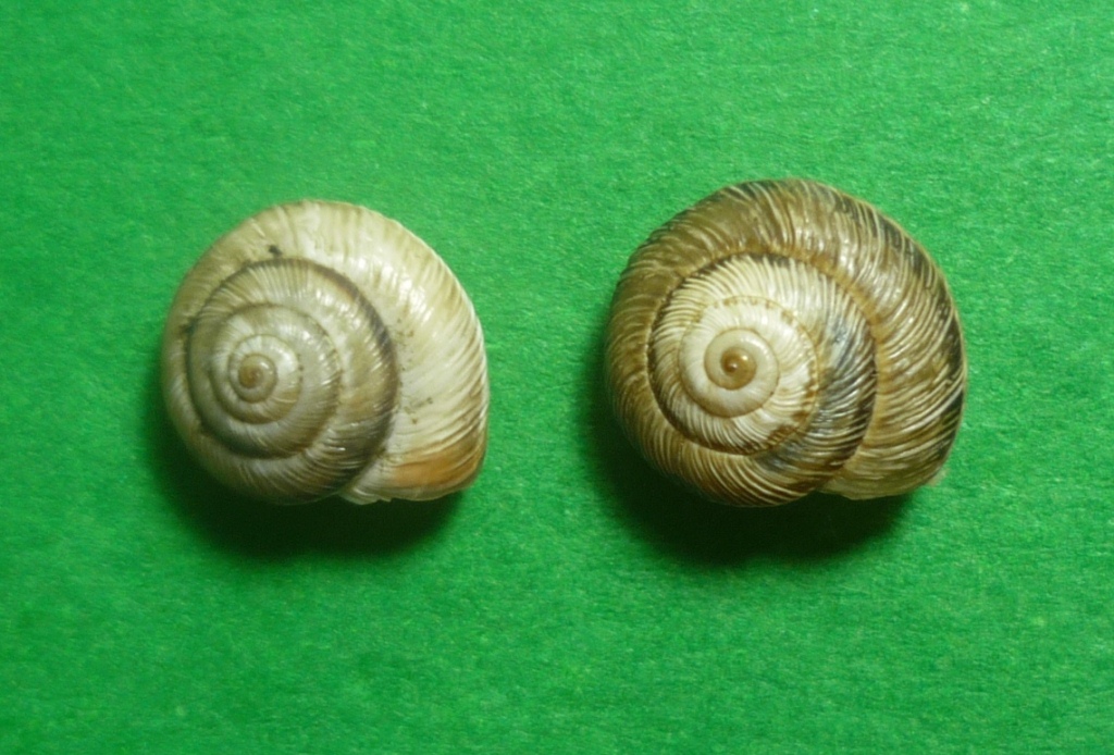 Cernuella cisalpina